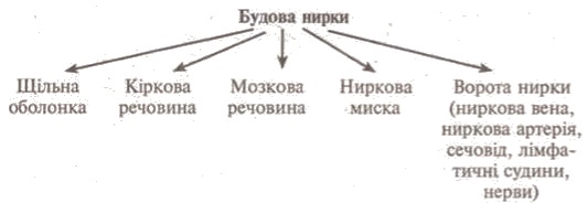 http://www.subject.com.ua/lesson/biology/9klas/9klas.files/image103.jpg